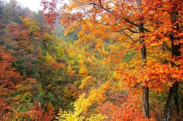 简介:以升钟水库大坝和库区为主的风景名胜之地升钟风景区,位于南部县西北部,相接于剑门蜀道。升钟库区横跨南部、阆中、剑门三县、市,水面最宽处达3000余米,是我国西南地区最大的一座水库。其间碧波荡漾,小岛星罗其中。西岸山峦叠翠,峡谷纵横。为天然旅游避暑胜地和重要风景区,享有峨眉青城逊升钟之誉。重要景观有:1、水库大坝。坝高79米,长350米,顶宽12米,可容四部卡车并列通行。整个大坝建筑风格特异,气势宏伟,十分壮观。2、碧波仙岛。规划在库区中段200多亩群岛上修建异国风情园、各类度假小舍、豪华别墅、水上乐